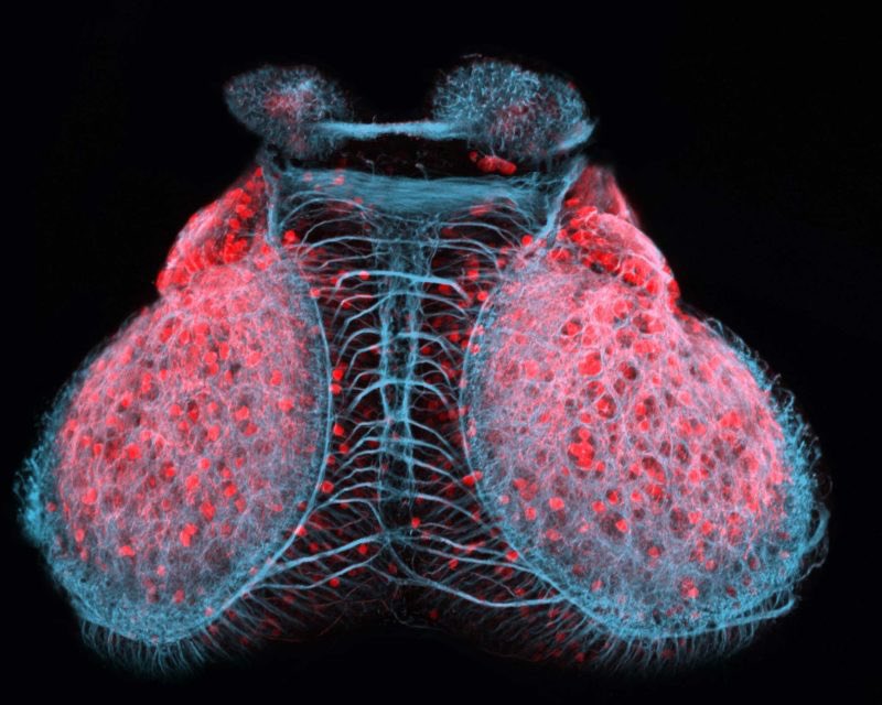 ZebrafishRock's tweet photo. Confocal image of the embryonic zebrafish brain. Credit to @MHendr1cks. #ZebrafishZunday https://t.co/7CtkAs3dnc