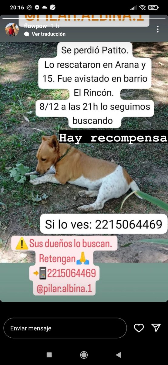 piturrok's tweet photo. Se perdió el 8/12 en zona villa Elisa y lo vieron por el rincón , si saben algo contacten al 2215064469 se ofrece recompensa https://t.co/s5F1mUZ3CO