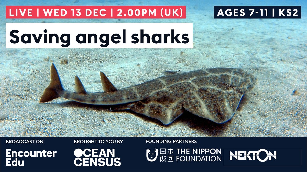 What could be more ocean-y / Christmas-y than angel👼🦈 sharks? Can't wait to speak to Hector and the @OceanCensus team all about sharks and protecting angel sharks. ▶️Join us for FREE ow.ly/tSaY50QfJq9. #oceanliteracy #primaryscience #sharks