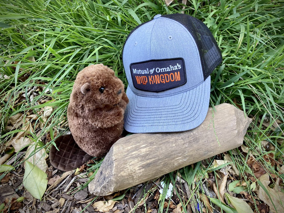 EmilyFairfax's tweet photo. Want to learn about #beavers, beaver relocation, and beaver dam analogs? 

Watch the most recent episode of @WildKingdom with @RaeWynnGrant feat myself and so many cool folks in the beaver world, including my brilliant masters student &amp; Tulalip Beaver Project lead, @wildmalves! https://t.co/Mht4qncCng