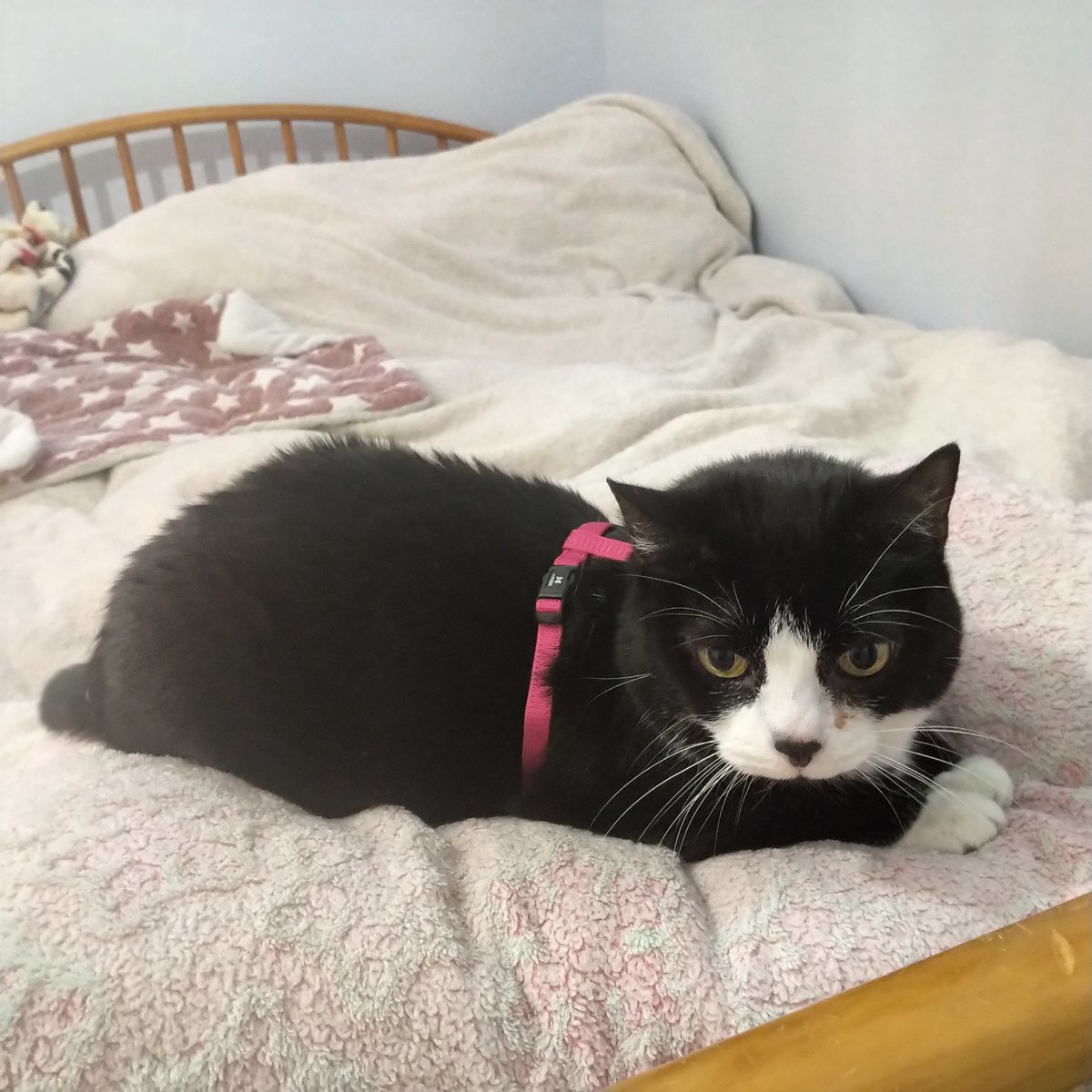 MizVaccinated's tweet image. #Mollycat practicing wearing her harness so she can be a good kitty when we fly with @WestJet soon. Worried about going through security at @CYUL so we are practicing lots! #travelwithcats #Mollytravels