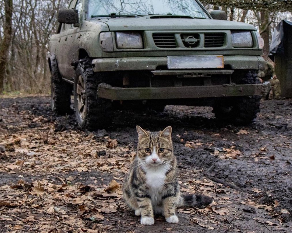 'I need more pickup trucks to drive the russians out of Ukraine,' — Ukrainian combat cat. 📸: 56th Motorized Brigade