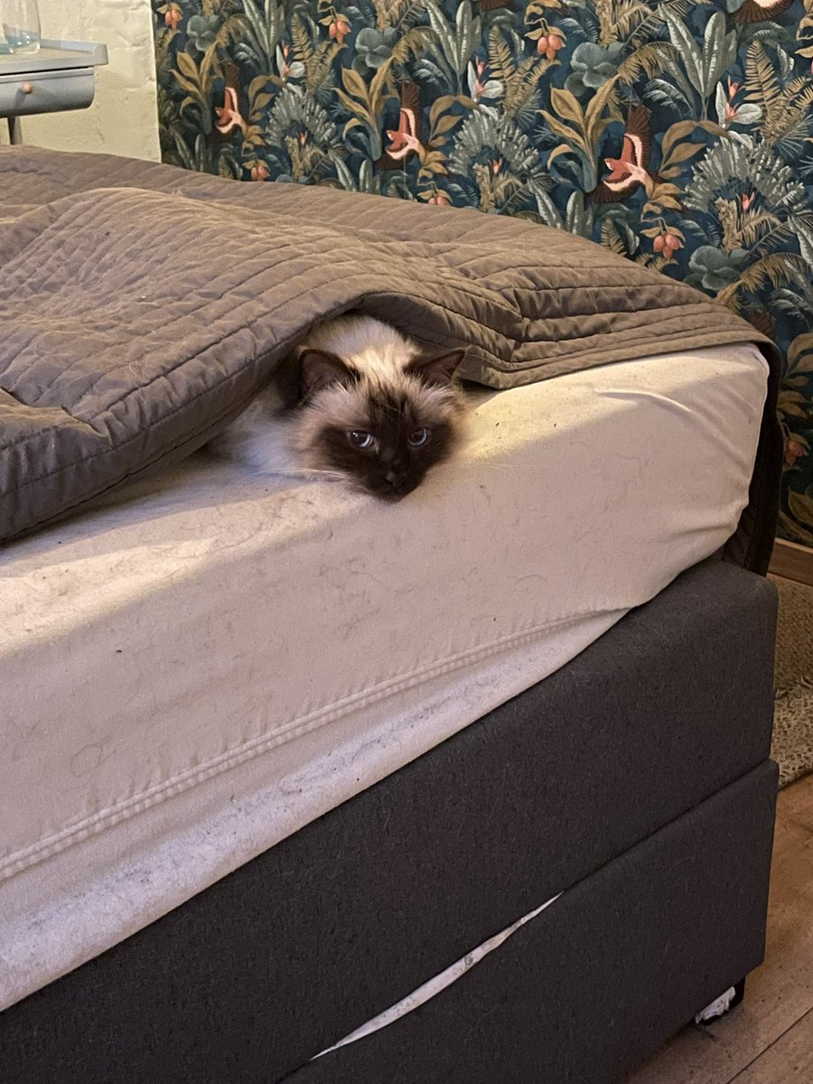 Ik was even buiten, maar mij te nat hier. Dus ik ben onder de dekens gekropen.. nu is tweevoeter geïrriteerd dat haar bed een beetje vies geworden is… zeur..