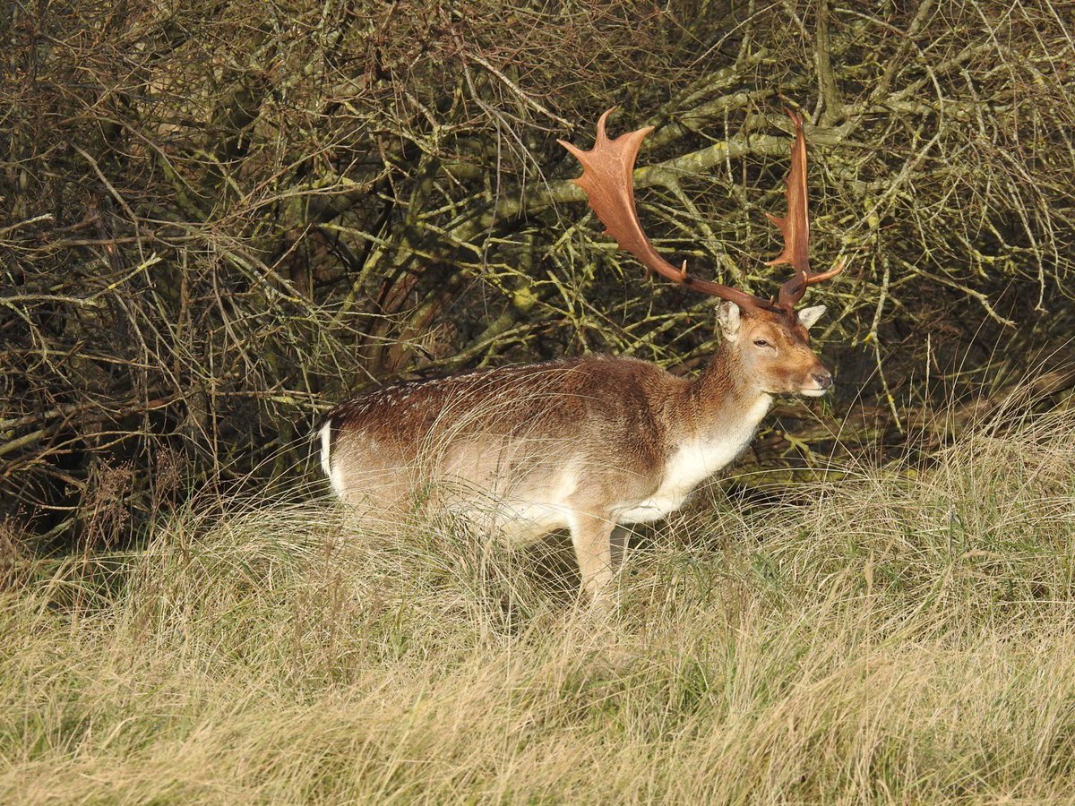 #awdduinen, <a href="/waarneming/">Waarneming.nl</a>, #krooneend, #damhert