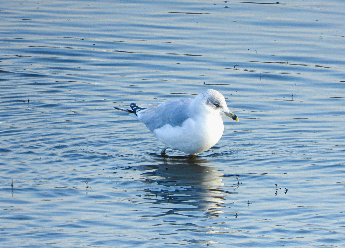 raoul Humphreys (@raoulhumph) on Twitter photo Great view of an adult ring-billed gull from Lelant Saltings this afternoon <a href="/CBWPS1/">Cornwall Birds</a> Great view of an adult ring-billed gull from Lelant Saltings this afternoon <a href="/CBWPS1/">Cornwall Birds</a>