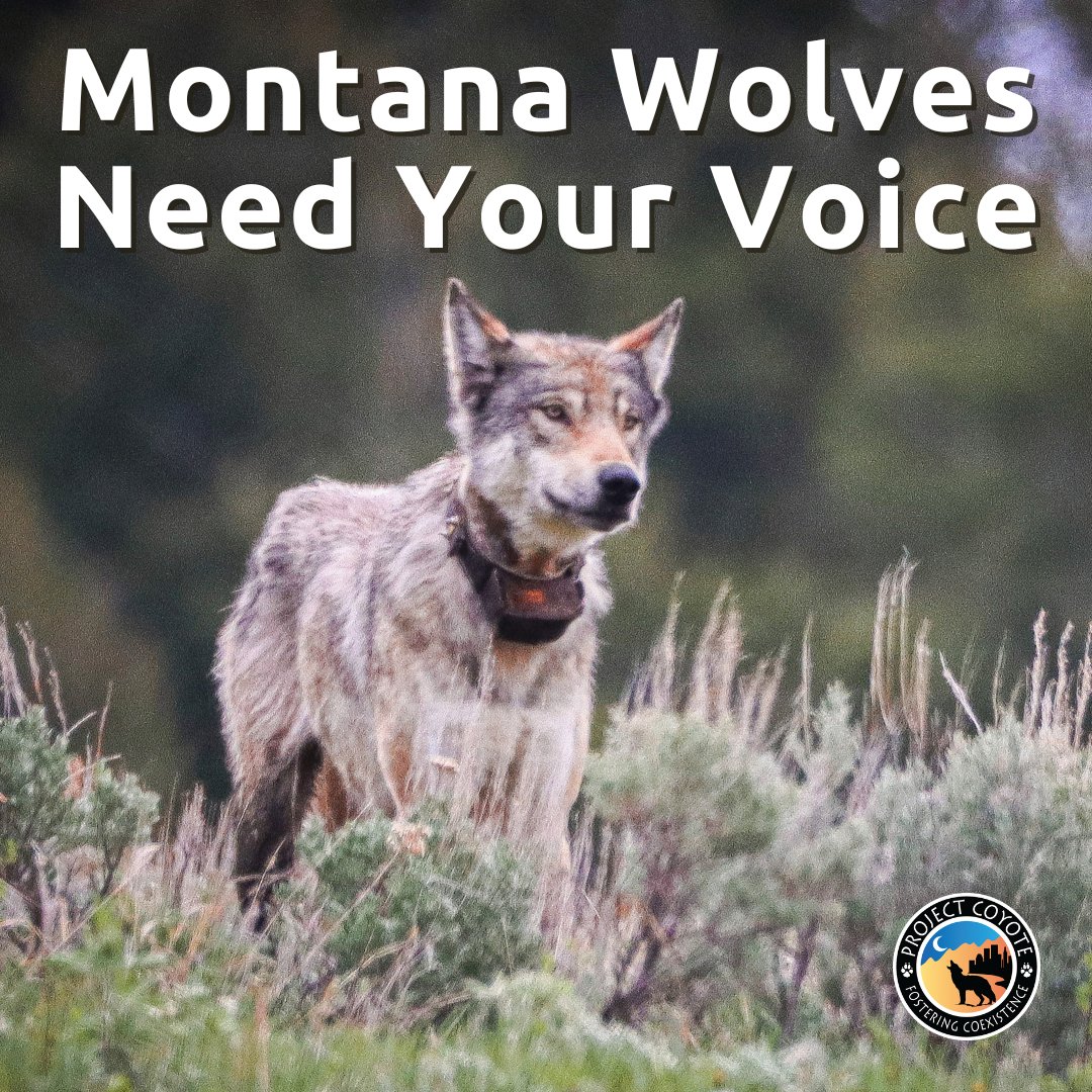 ProjectCoyote's tweet image. 🚨 Montana Residents: Speak up in Defense of Montana’s Wolves 🚨

🐺 Speak up now! tinyurl.com/ys9pjuxe

#ProtectAmericasWolves #RelistWolves #Wolves #Montana #MontanaWildlife

📷 Josh Shandera, #CaptureCoexistenceContributor
