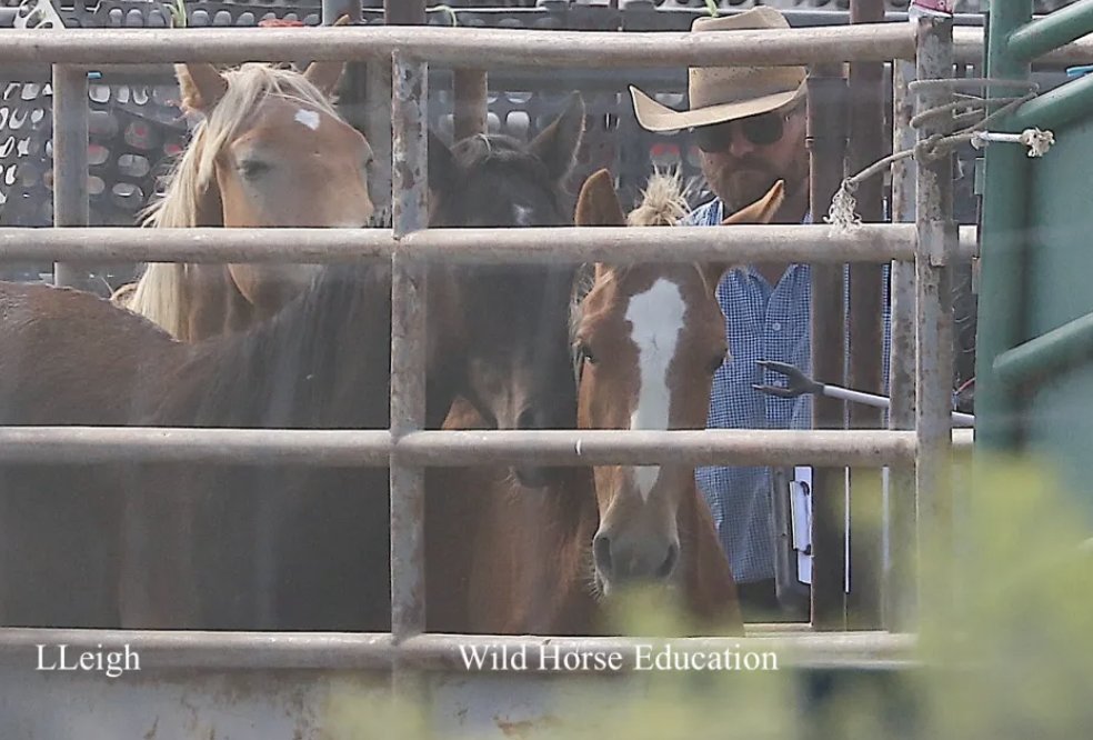 WildHorseEdu's tweet photo. Take the Survey: Welfare Rules for #WildHorses & Burros >> https://t.co/bNUFA9X0Y1
WHE is in court taking the fight the last leg to gain enforceable welfare rules. At link you will find info on history of this critical battle, what is "rulemaking" & a survey.
Speak now, please. https://t.co/6iBtLQ6f80