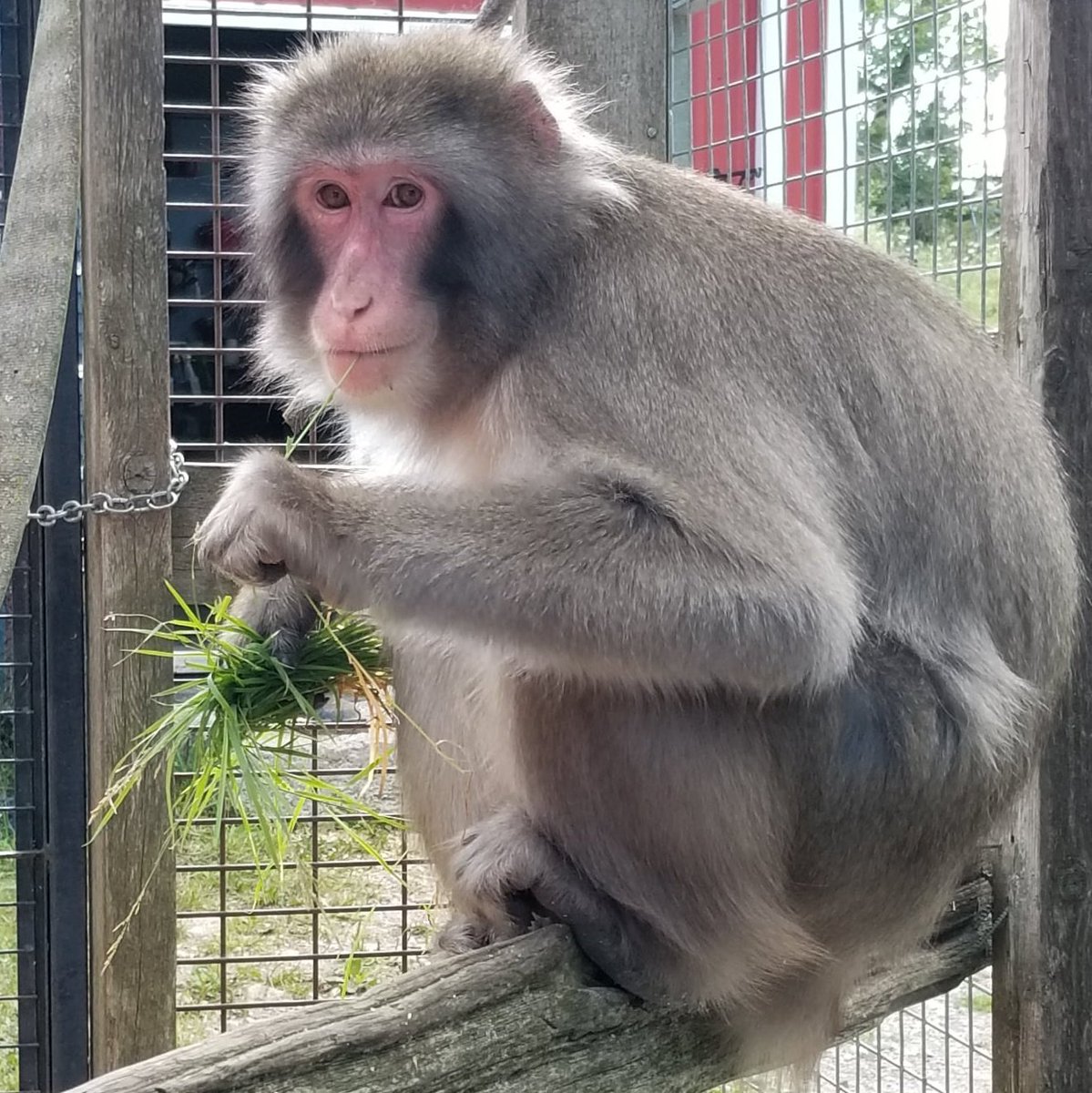 Darwin has been living at @SBFPrimateS after escaping from his owners, where he now leads an enriched and stress free life where he's been able to forge social bonds with other primates of his species ❤️ Consider donating  towards his care!: storybookmonkeys.org