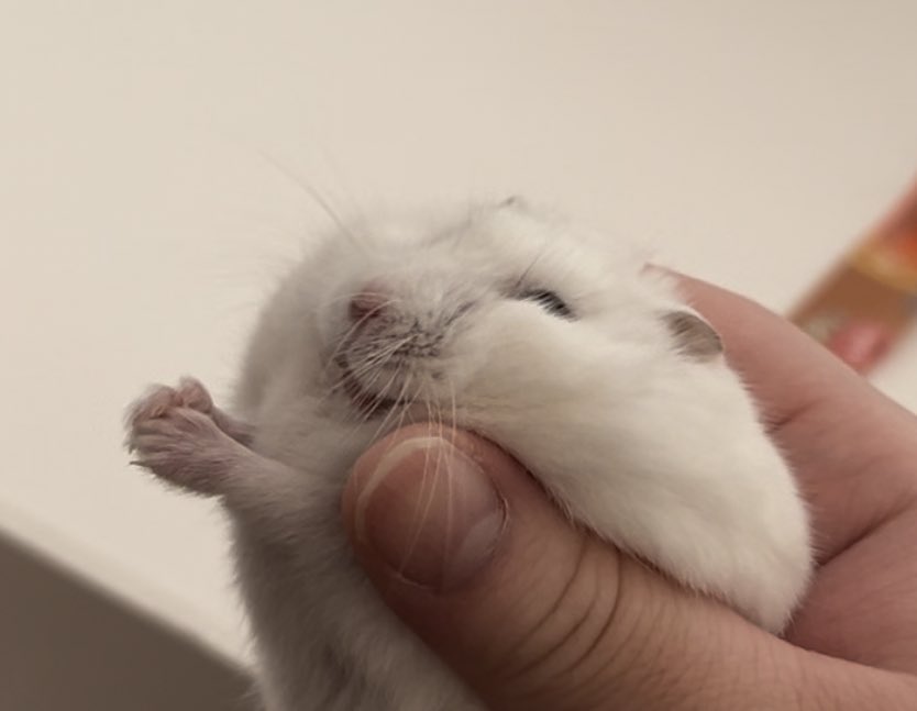 포애앵애애애애애ㅐㅇ