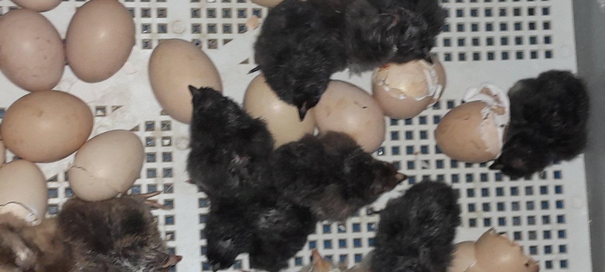 BrimKenya's tweet photo. @AlinurMohamed_ My generator is not working too

Staring at my incubator

 hatching was in progress 

@brimke https://t.co/Hf6xF4IZKw