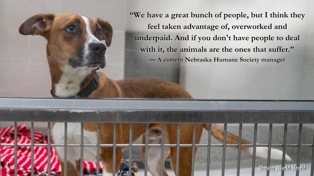 Omaha World-Herald (@owhnews) on Twitter photo Nebraska Humane Society officials suggest that even with soaring turnover rate — 58% — and resulting staffing woes, they've been able to meet animals’ needs without cutting corners.
Numerous employees interviewed dispute that.
<a href="/HenryCordes/">Henry Cordes</a> has more: omaha.com/news/local/neb… Nebraska Humane Society officials suggest that even with soaring turnover rate — 58% — and resulting staffing woes, they've been able to meet animals’ needs without cutting corners.
Numerous employees interviewed dispute that.
<a href="/HenryCordes/">Henry Cordes</a> has more: omaha.com/news/local/neb…