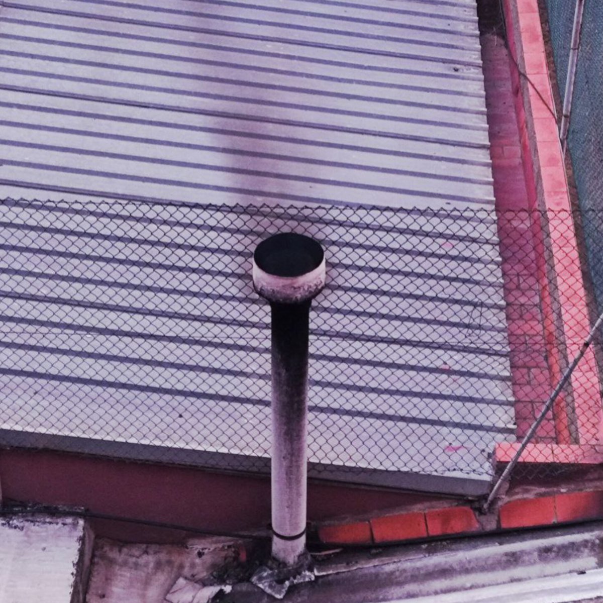 Molletopina tweet media