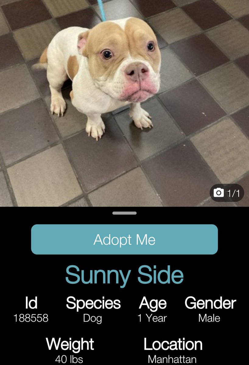 Well a bit of good news. I had been following this little guy and a few days ago he showed up as No Longer Available at NYCACC. Just checked app again and Sunny Side was Adopted!!