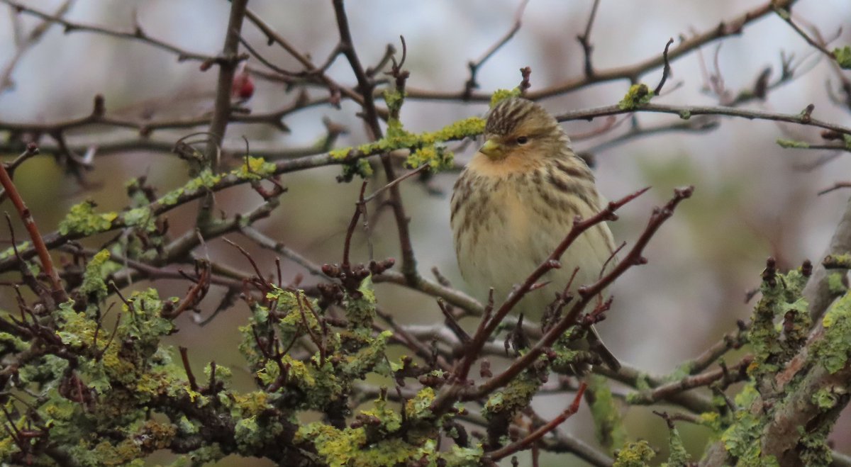 The 2 Twite in Pegwell today. I've not seen one in Kent since a Derbyshire colour-ringed bird in 2016 at Bockhill.