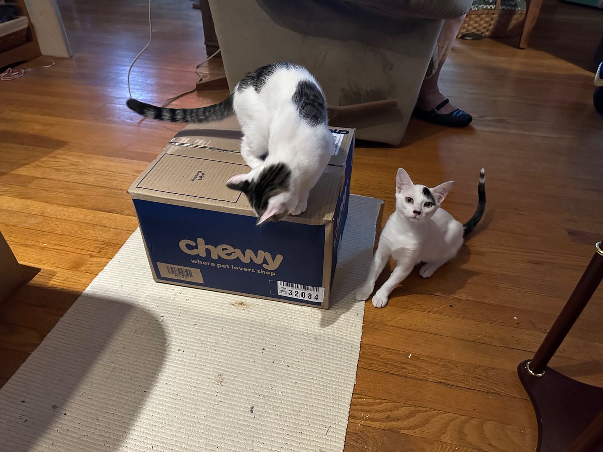 SchroderStark's tweet photo. Our #ChewyBox 📦 came!!
And the @fedex delivery person was so nice. He even handed the box to dad at the door (it was wet outside and dad didn’t have shoes on).
#CatsOfTwitter #CatsOfX https://t.co/hkUJ14pZdI