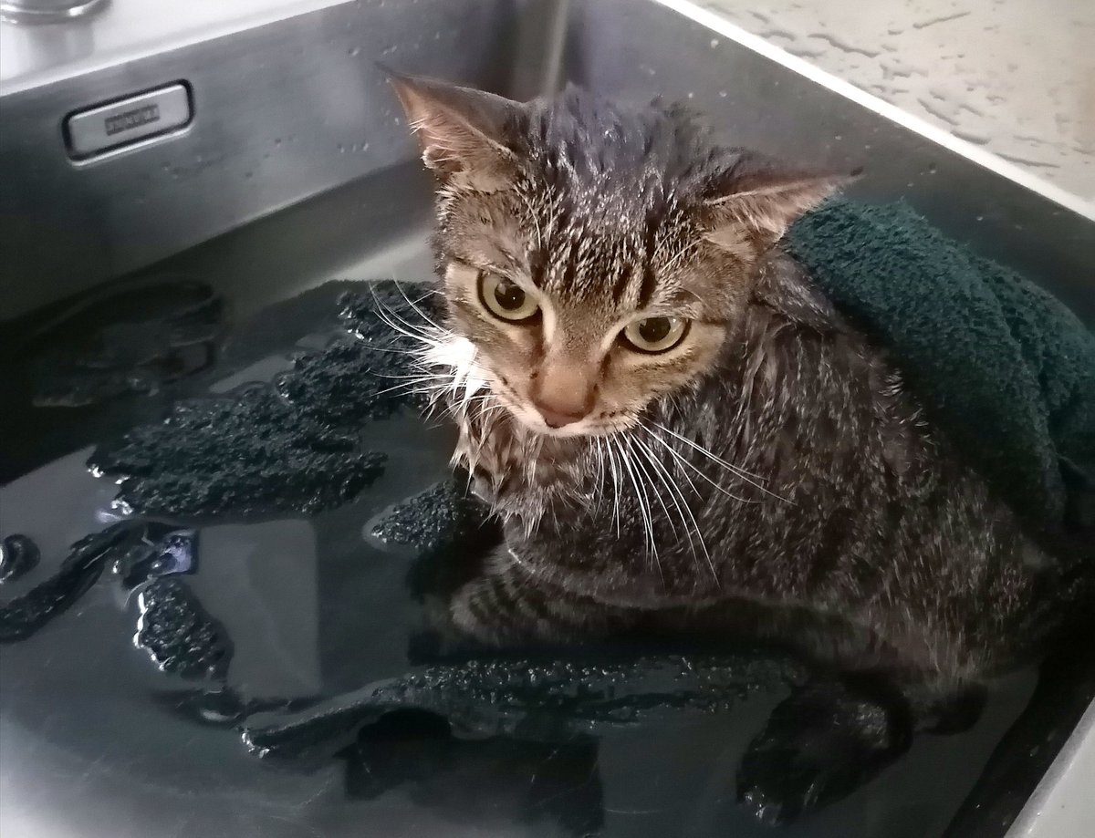 CozyCub_ASMR's tweet image. As you can see, Kimiko was very brave during bath time this week ~✨🧼