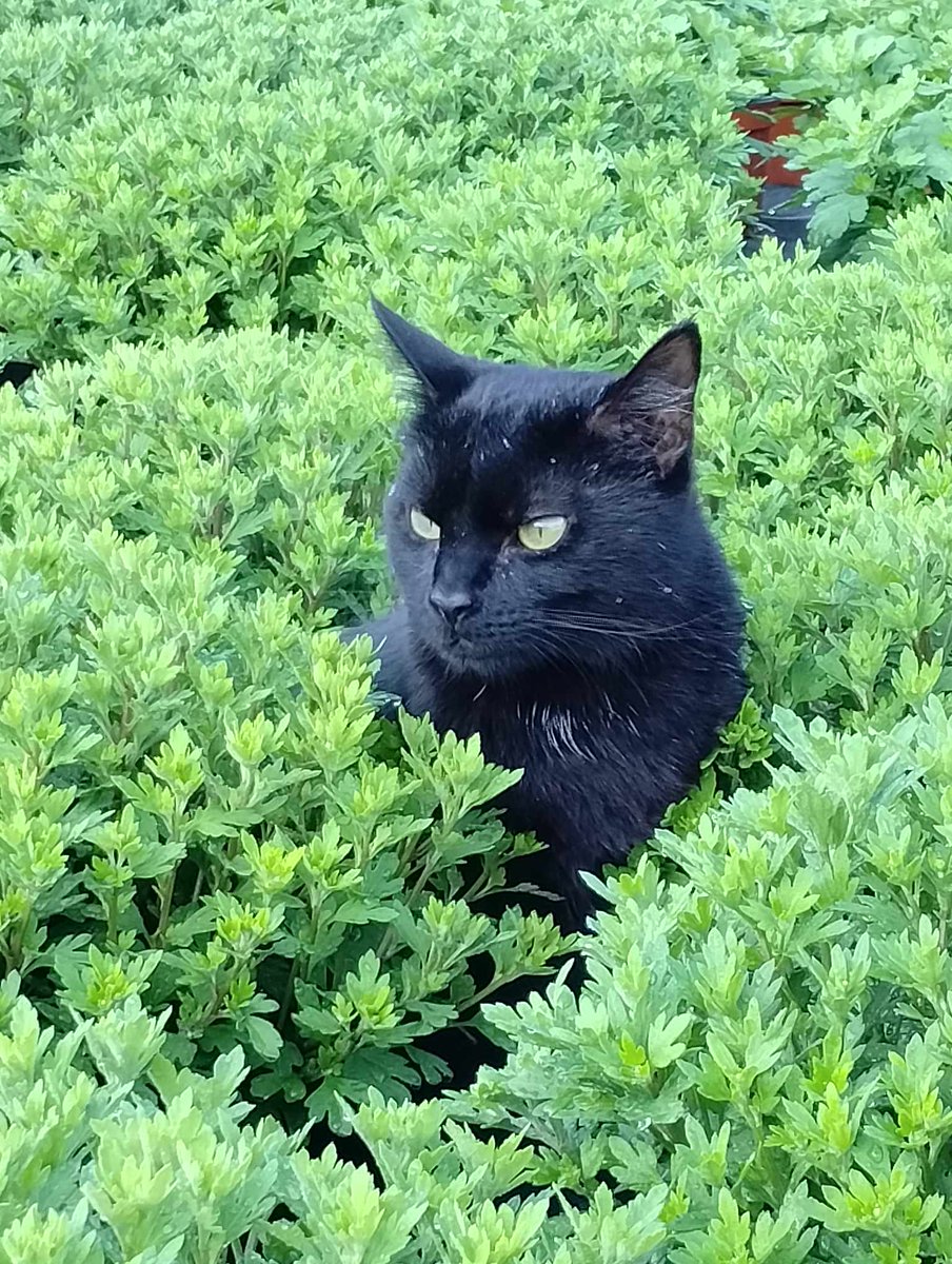 Dut_44's tweet photo. @andymilonakis The panther aka Willo https://t.co/QdXobPfEoq