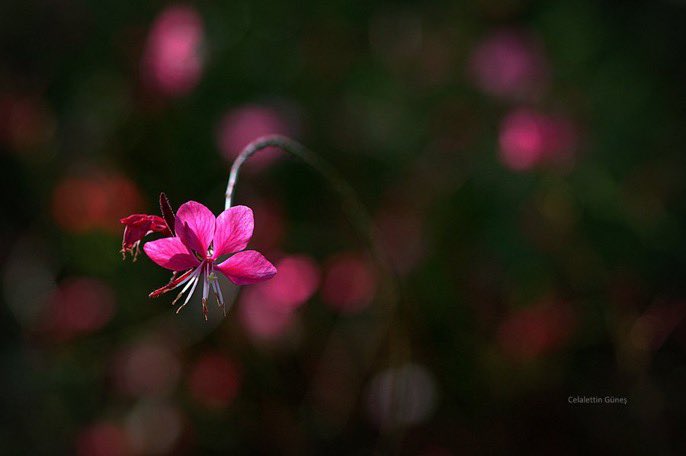 “İnsanoğlu gamdan hâli değildir
  Her birini bir efkâra yazmışlar.”