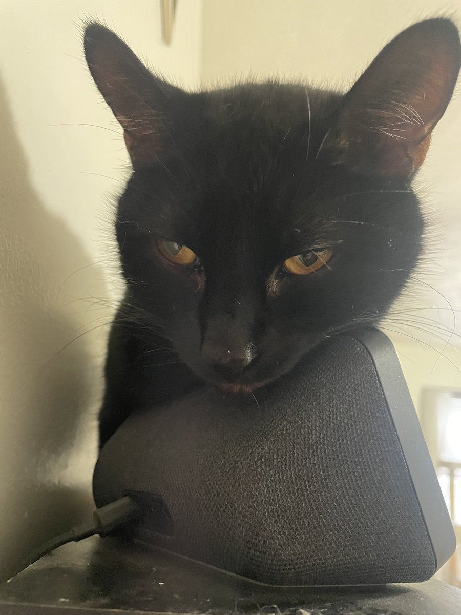 chadcess's tweet image. He loves Columbus’ 106.7 FM The Beat!  He lays on the speaker and listens. @1067TheBeat @iHeartRadio #cat #pet #family #love #music #hiphop #iheart