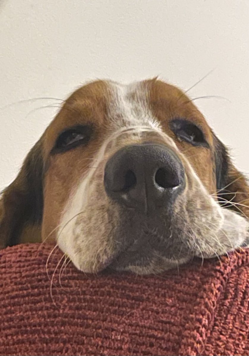 KeepBooks's tweet photo. @00_Barbara_00 @MocklerBassets Ernie says, “You look comfy” https://t.co/FYwJUiqyjl
