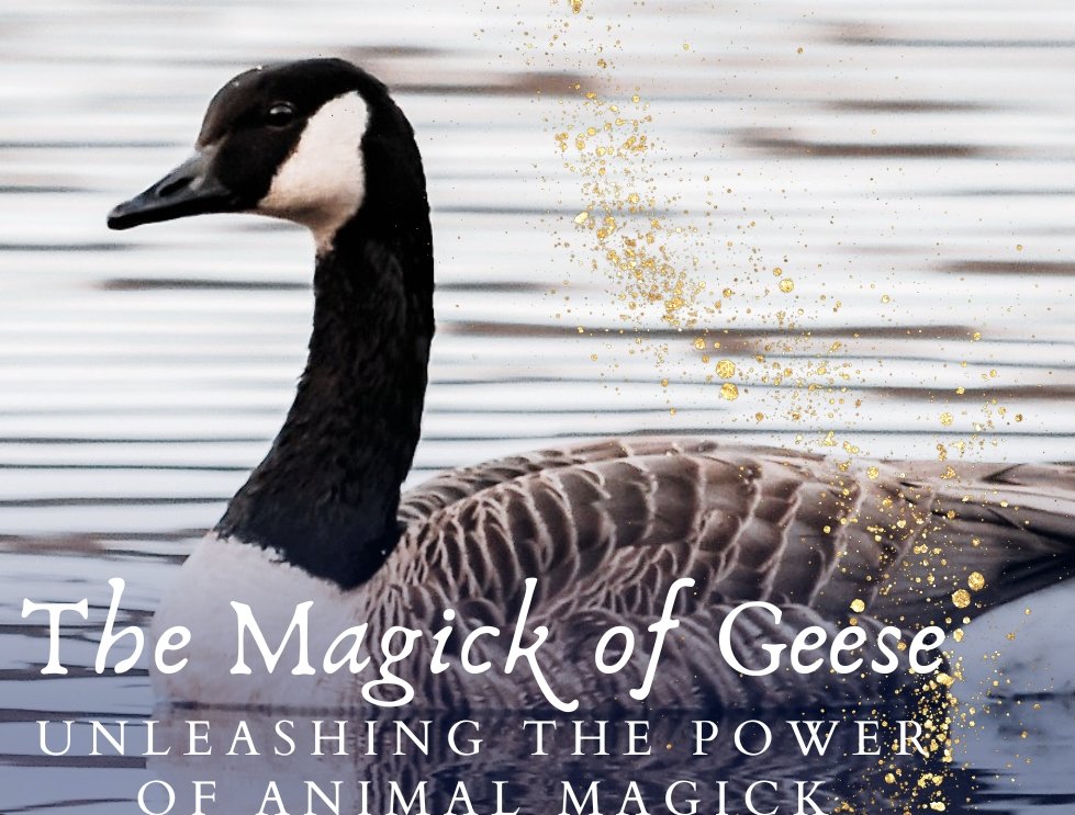 dralimelbey.com/readings-with-… Achieving together. Geese can get further together than apart. ... Collective responsibility. Geese understand that they all have a responsibility to take their turn to lead the formation. ... The power of positivity. ... Supporting every individual.