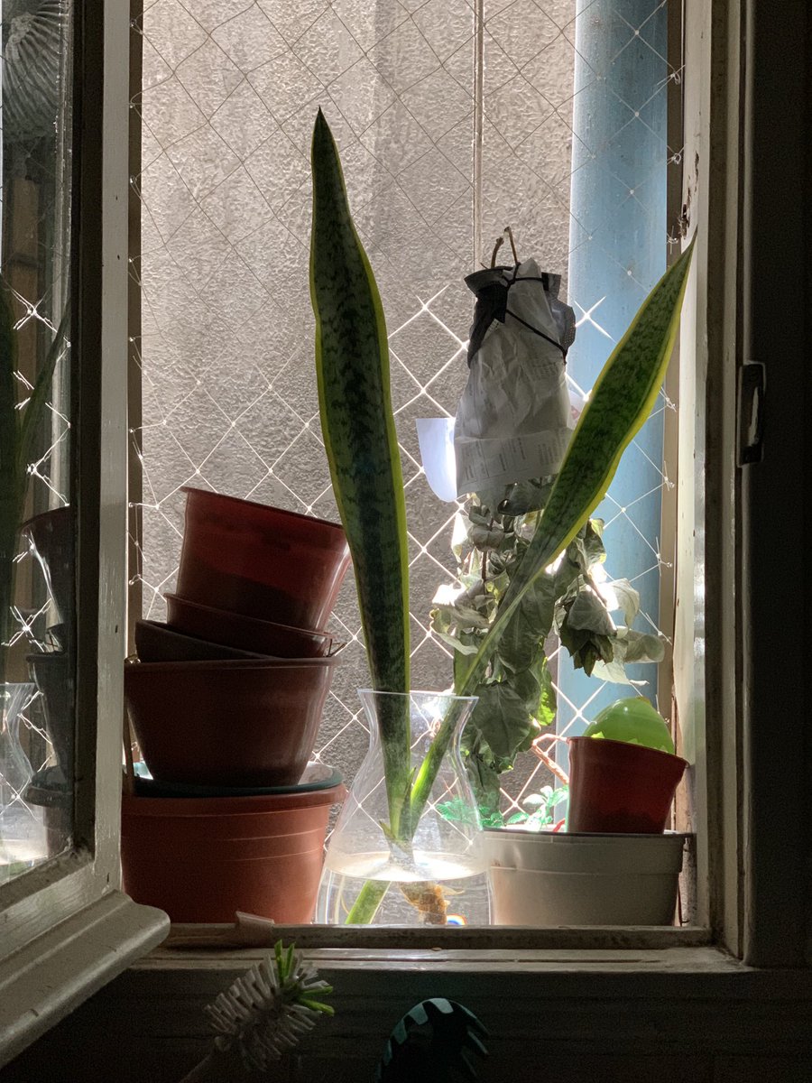cabezadepescado's tweet photo. El sol dentro de un florero en la cocina. Una de las hermosas vistas que me da el depa de la @tulipanes. https://t.co/GDHv8hKdn4