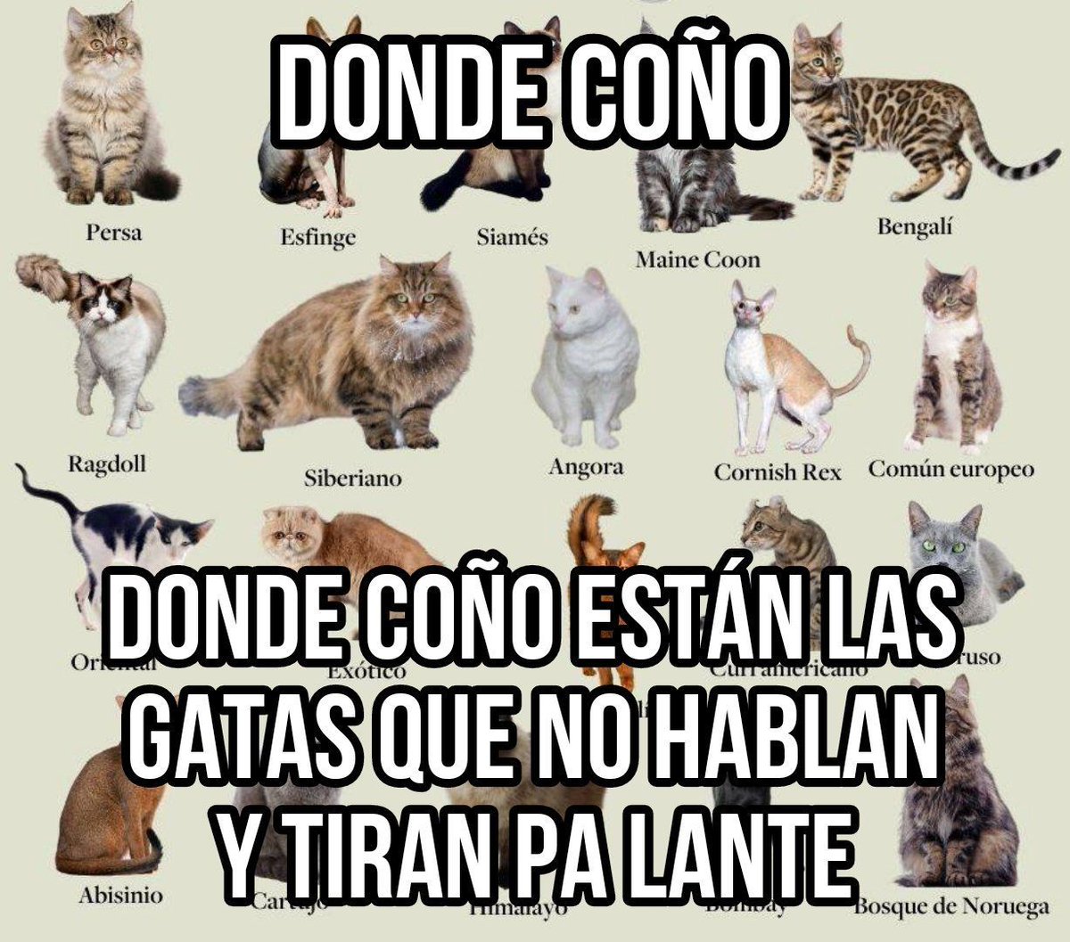 chincheto pirata somali (@wikipistacho) on Twitter photo 