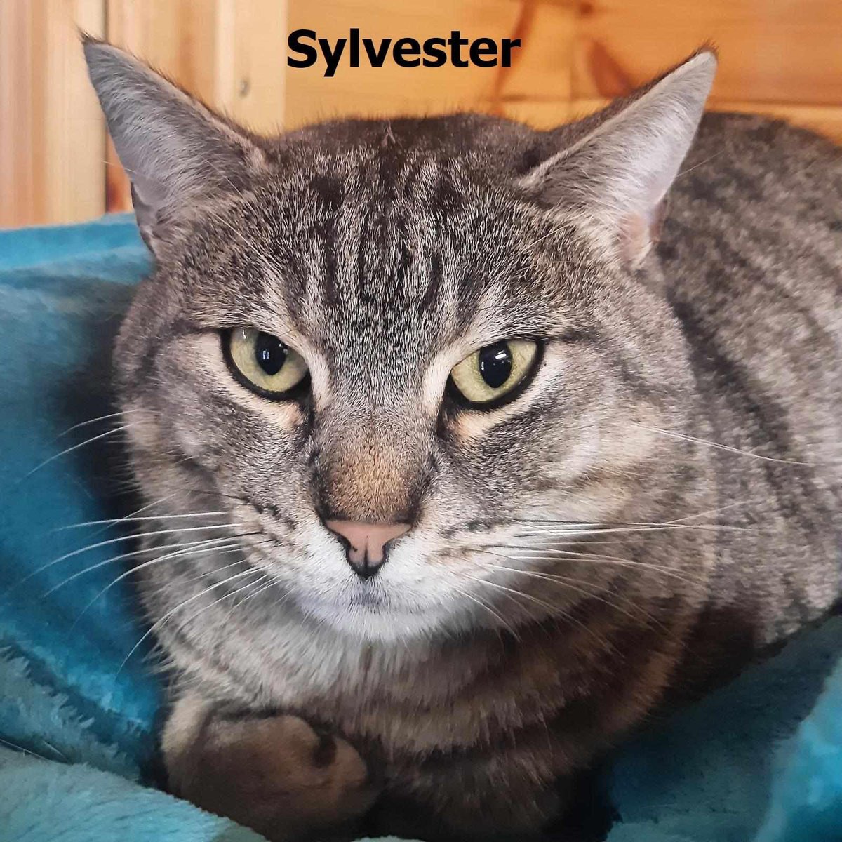 Day Ten of our Buy a rescue cat a dinner Christmas fundraiser and todays featured cat is Sylvester - a very handsome tabby.
Don’t forget to check in every day to meet the days featured cat.
#CatAdvent #AdventCalendar