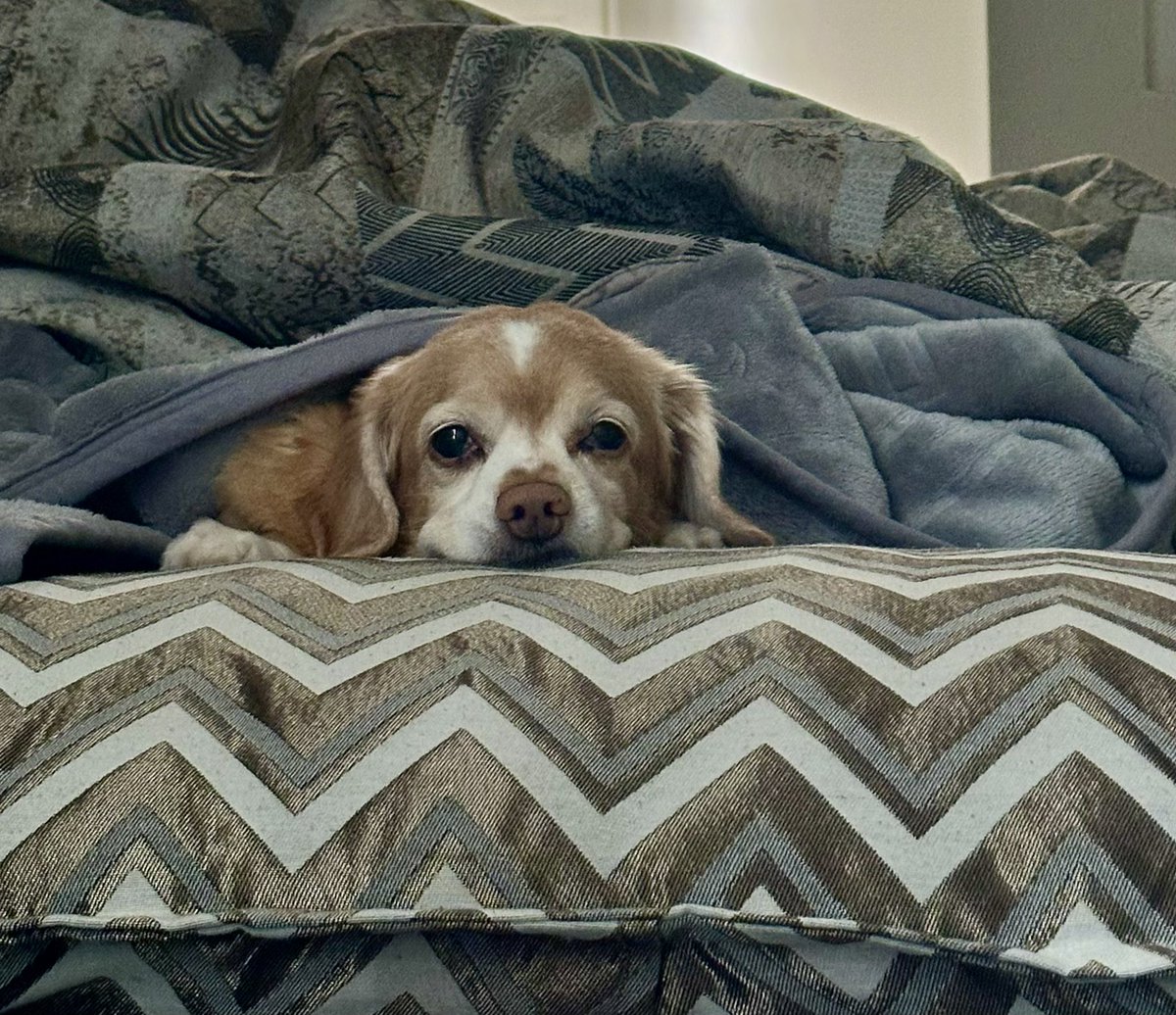 RaquelLPM's tweet image. Mood de domingo 🐶 #Napi