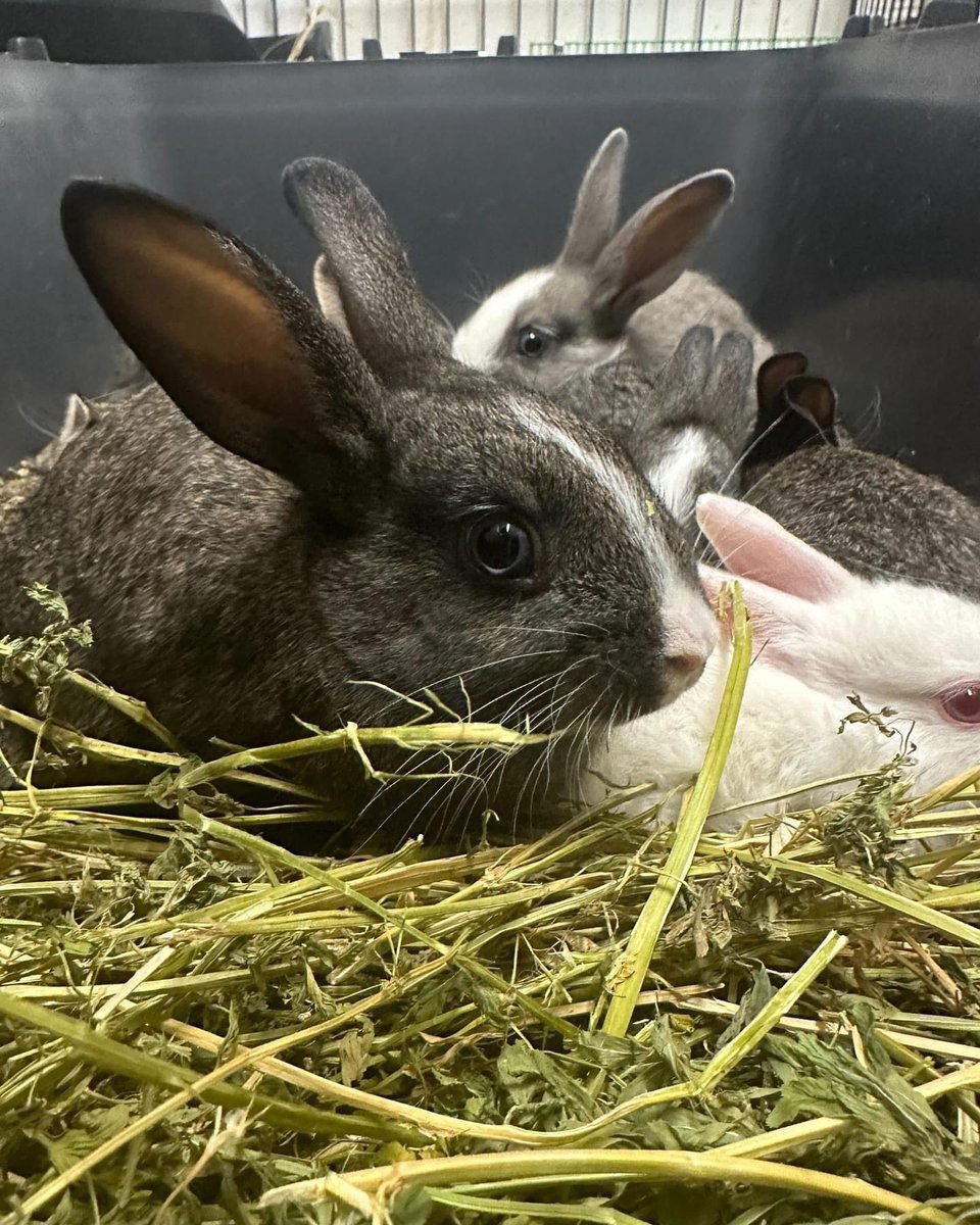 #SanctuarySunday The Granville Island babies' enclosure is being deep-cleaned, so they all had a quick cuddle puddle while our volunteers got scrubbing! 🐰🐰🐰

They're all growing quickly! Their little bodies are in full chonk mode. We're lucky to care for these beauties!