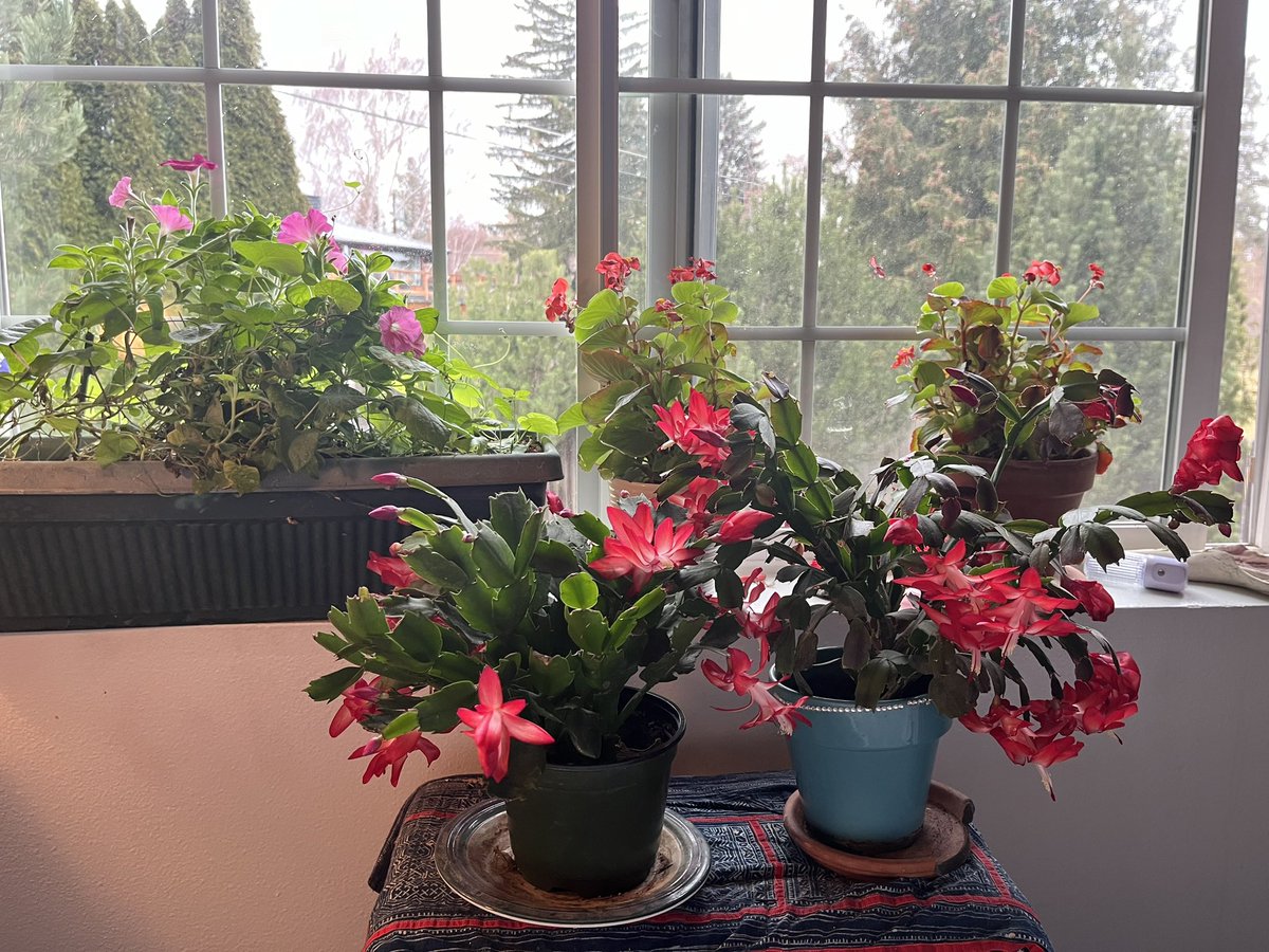 springsmama's tweet image. Winter Bloom-age on this cold and cloudy day- perks this old lady up a little! The petunias are killing me…they shoulda stopped blooming months ago!
#positiveposts #plantweirdo #indoorgarden
