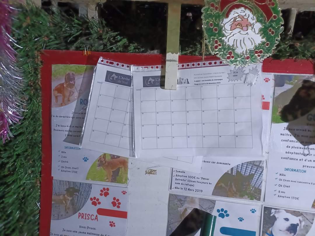 adnquarouble's tweet photo. L arche de noé quarouble(59) a mis en place des grilles de tombola afin d aider à régler nos factures, nourrir nos animaux et à acheter tous ceux dont ils ont besoin
Elles sont en vente directement au refuge 2 € la case pour gagner 1 bouteille  de🍾
🙏 à ceux qui nous aideront https://t.co/AKlHYueoMQ
