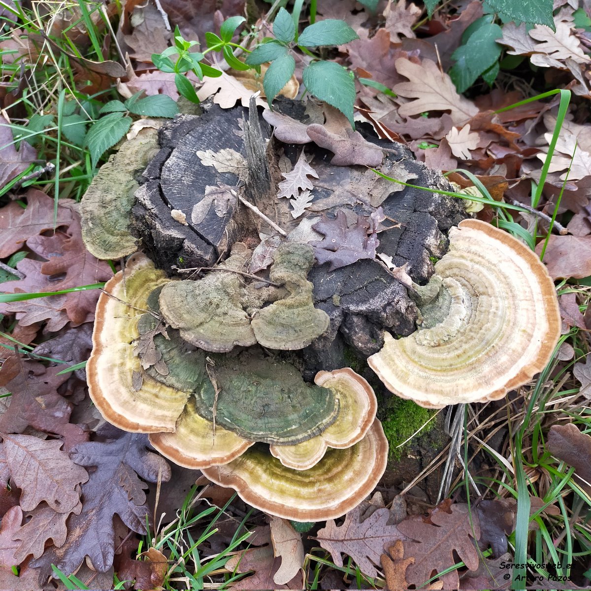 Cosas de otoño.
#Naturaleza #MedioAmbiente #biodiversidad #Curiosidades #fotografia