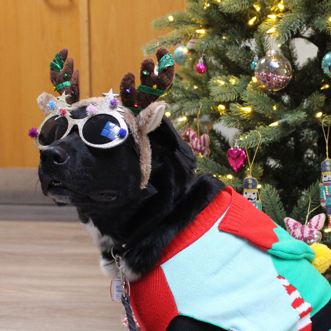 Obie the 'Elf Dog' has been visiting patients on our Bedded Unit and spreading plenty of joy in his amazing Christmas outfit! Doesn't he look pawsome?! Have you got a festive feline or Christmassy canine at home? We'd love to see them! Share your festive pet pics below👇