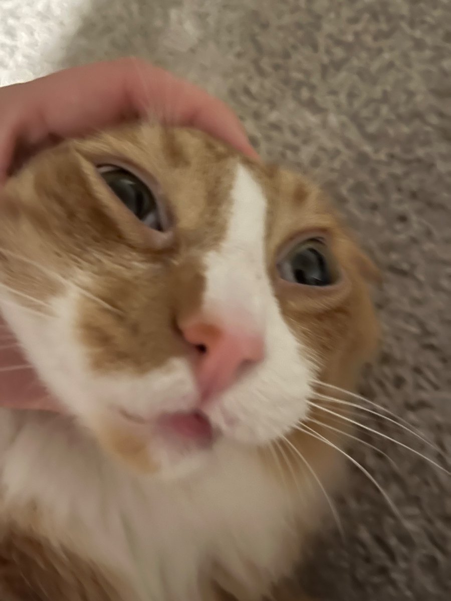 That1Weeb10's tweet photo. @CatsHeld I would like to submit my goobers https://t.co/TiZ8Z5moqb