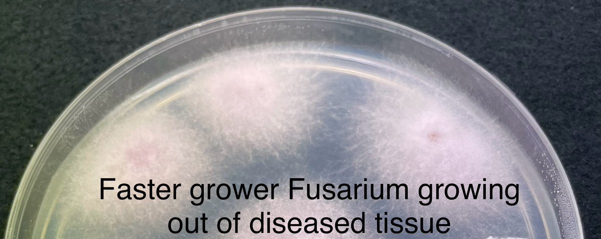 VERT ALERT 🚨 
Our <a href="/CottonInfoAust/">CottonInfo</a> <a href="/LambethEmma/">Emma Lambeth</a> spotted this in the Namoi last week. Early symptoms of leaf yellowing and wilting could be mis-ID between #Fusarium &amp; #Verticillium in the fields, but they are quite distinct in cultures. Get it ID correctly is crucial.