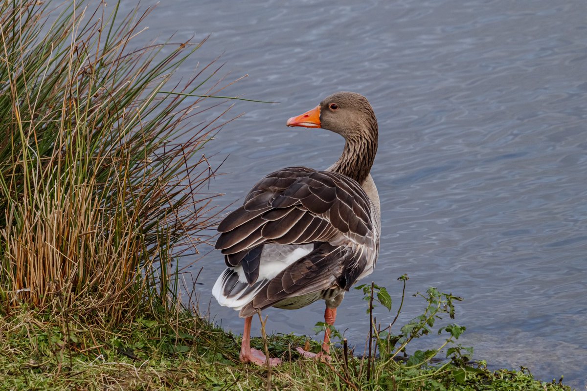 AnnySpoolder's tweet photo. Nog een paar uurtjes en we beginnen weer aan een nieuwe week. Zo #denkendaanZwitserland kijken #NPO1. Fijne avond!
Fotoโs vanmiddag bij #Dakhorst net buiten #Wierden #waterbuffer https://t.co/vvzOqtsZo5