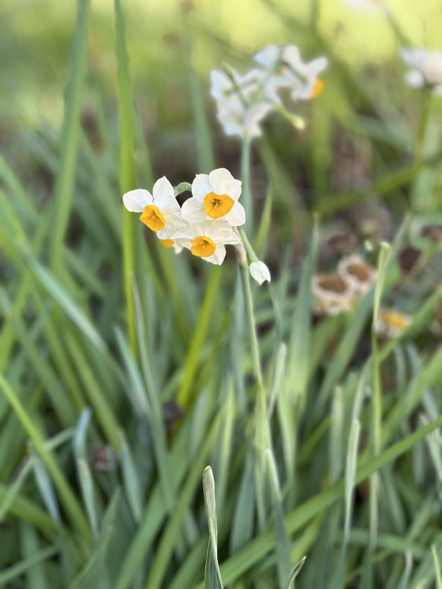 rufkis's tweet photo. This first to show its face…so lovely. And so many more to come. #narcissus #flowers #flowerbulbs #establishedgarden #gardenersworld https://t.co/JMz66rfPv8