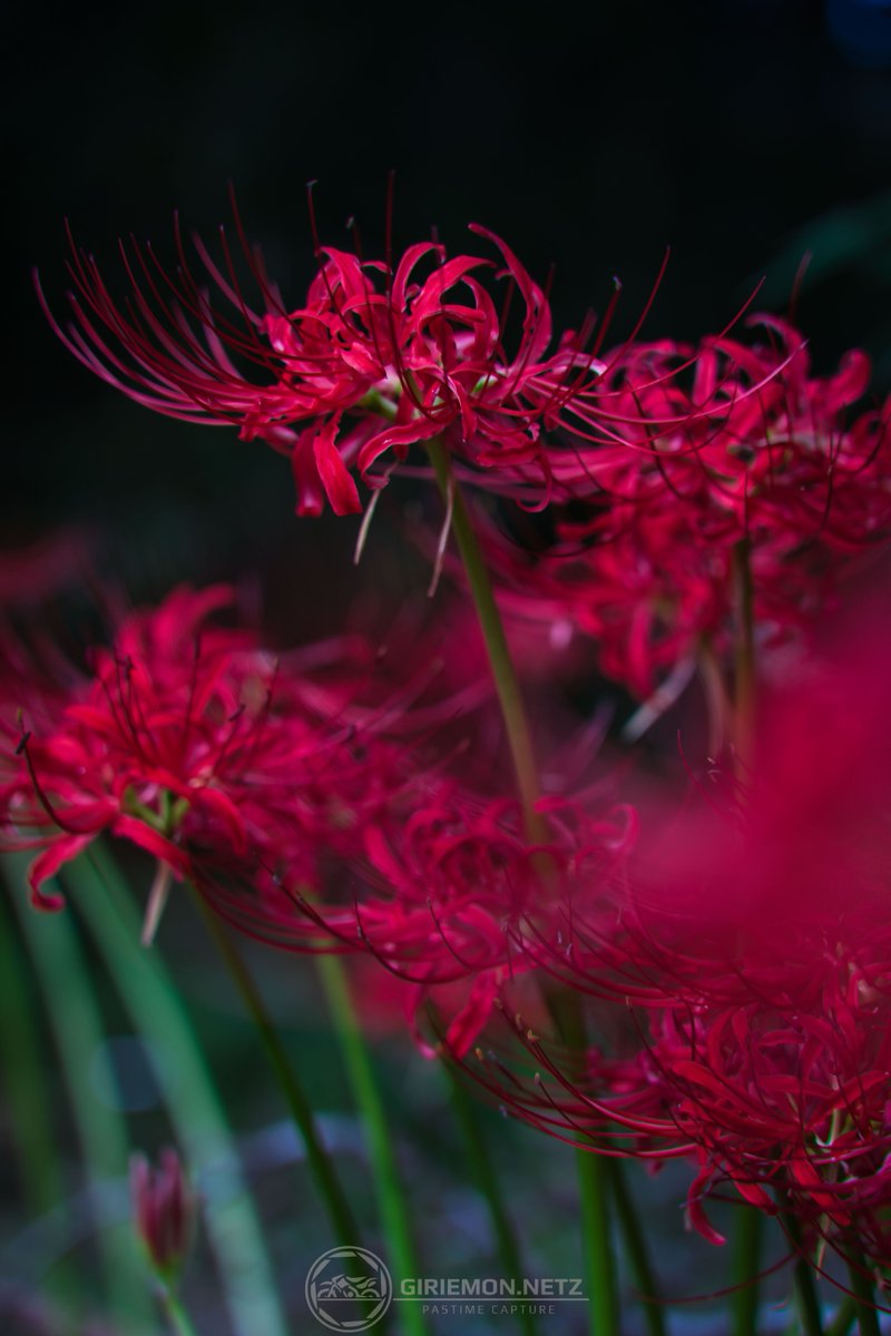 GiriemonNet's tweet photo. 妖しくも美しい彼岸花。

#キリトリセカイ
#写真好きな人と繋がりたい
#東京カメラ部 https://t.co/fwQed2lhBd
