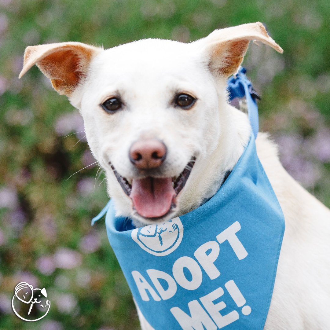 ADOPT Billy 🐶 Labrador Terrier mix | male | approx. 7 y/o
peaceofminddogrescue.org/dog.php?id=3575
Billy came to us when his senior guardian had to move into assisted living and sadly couldn't take him along. Billy loves to play as much as possible and does well with other pups and even kitties.