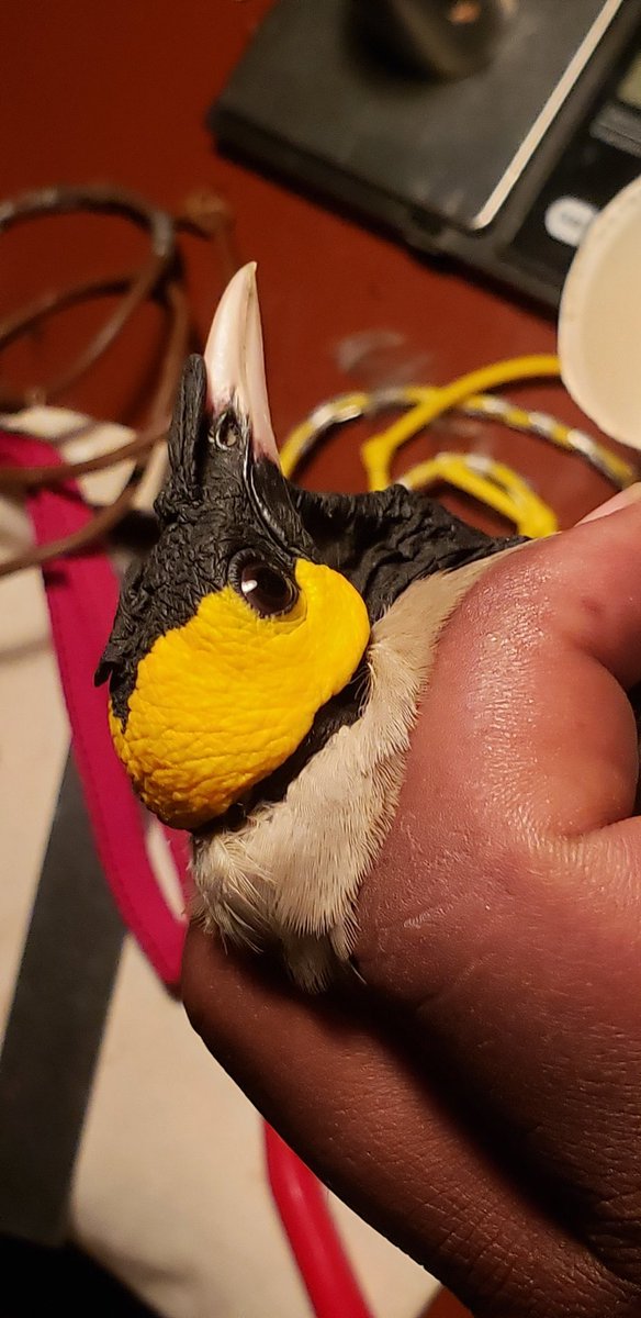 arochakenya's tweet photo. Despite rain from 7am til lunch which cut netting short v early, we still managed 996 birds ringed. 1st Basra Reed, Pied Wheatear &amp; Rufous Bush Chats (2). Beaut clear p.m. &amp; mist +rain at supper. Possibly another good night ahead #nguliaringing #birds #ringing #tsavowest #ngulia https://t.co/puCnjkLDZz