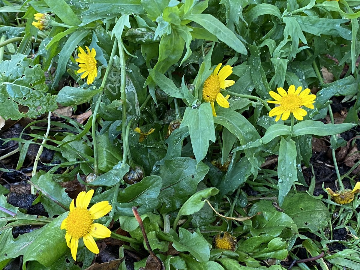 At the end of the garden, we have a self-seeded Corn Marigold which thinks it’s summer. #WildflowerHour
