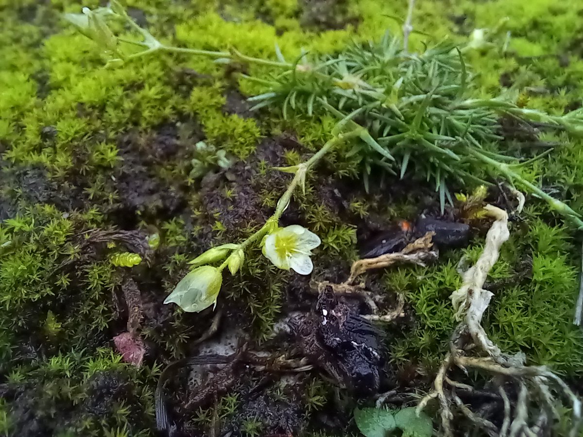 Neil Forbes (@treebeard_793) on Twitter photo Still going, even after the frost and snow. This little plant is tough 🌱💪 (it can even grow on polluted mining spoil). The Nationally Scarce, and quite wonderful, Spring Sandwort, Sabulina verna for #wildflowerhour at Arnside Knott, #Cumbria
<a href="/ntarnsidesilver/">NT Arnside and Silverdale</a> @ArnsideSilverNL Still going, even after the frost and snow. This little plant is tough 🌱💪 (it can even grow on polluted mining spoil). The Nationally Scarce, and quite wonderful, Spring Sandwort, Sabulina verna for #wildflowerhour at Arnside Knott, #Cumbria
<a href="/ntarnsidesilver/">NT Arnside and Silverdale</a> @ArnsideSilverNL