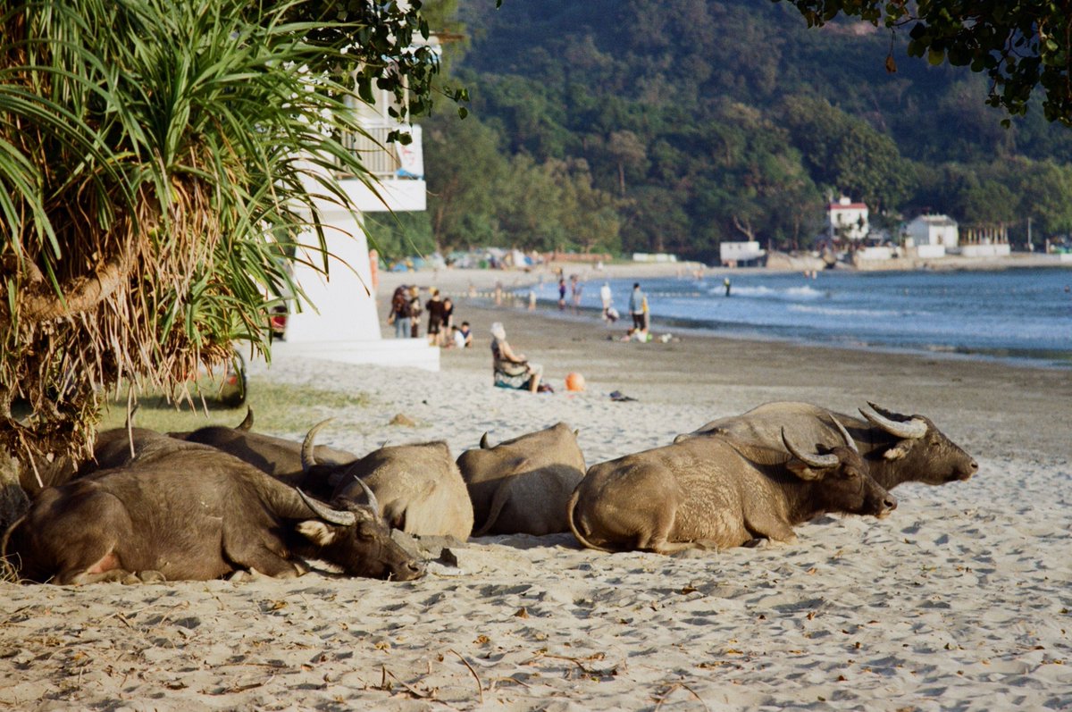 CityUJCCVet's tweet photo. Please take a moment to complete this survey to assist with research on the buffalo found on Lantau Island:

English Version Link: https://t.co/3kLKmohkV6 
Traditional Chinese 繁體中文: https://t.co/qHW9ooHlDp 
Simplified Chinese  简体中文: https://t.co/cFDhp059hH https://t.co/byjoQOJRox