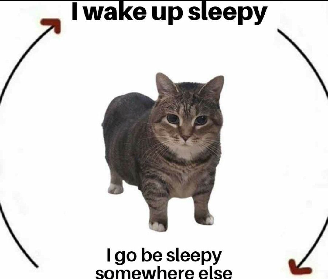 Why you should have a cat (@shouldhavecat) on Twitter photo 