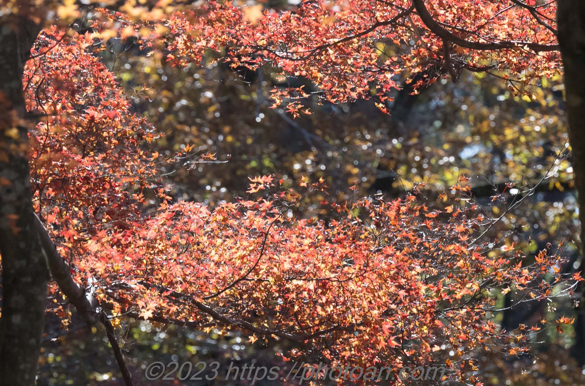 photoan.com　神戸市立森林植物園紅葉