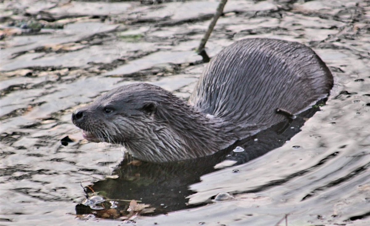 At least one Otter has been showing from reception hide every single day this week! Why not drop in and see if you can spot one? We've also had recent sightings of Goosander, Bewick's Swans, Brambling and more. 😄
