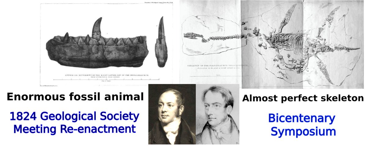 This specimen was scientifically described at a momentous meeting of @GeolSoc in February 1824 alongside Megalosaurus. HOGG & @morethanadodo are marking with two Bicentenary Events on 20 & 21 Feb. Registration is open at tickettailor.com/events/history… tickettailor.com/events/history…