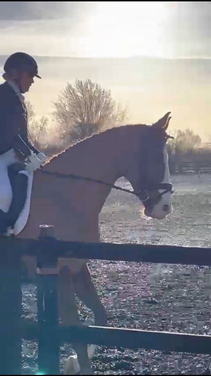 Final qualifying scores achieved at Elementary  <a href="/britishdressage/">British Dressage</a> Qualified at Novice and Elementary now so looking forward to the <a href="/PetplanEquine/">Petplan Equine</a> semi-finals in February @CathLabNewbie