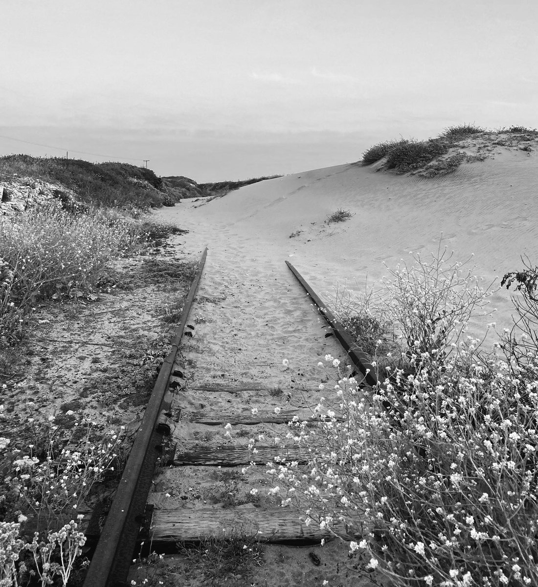 DustinMulvaney's tweet image. Ocean Shore #RailroadTracks, Coast Dairies, Yellow Bank Creek.